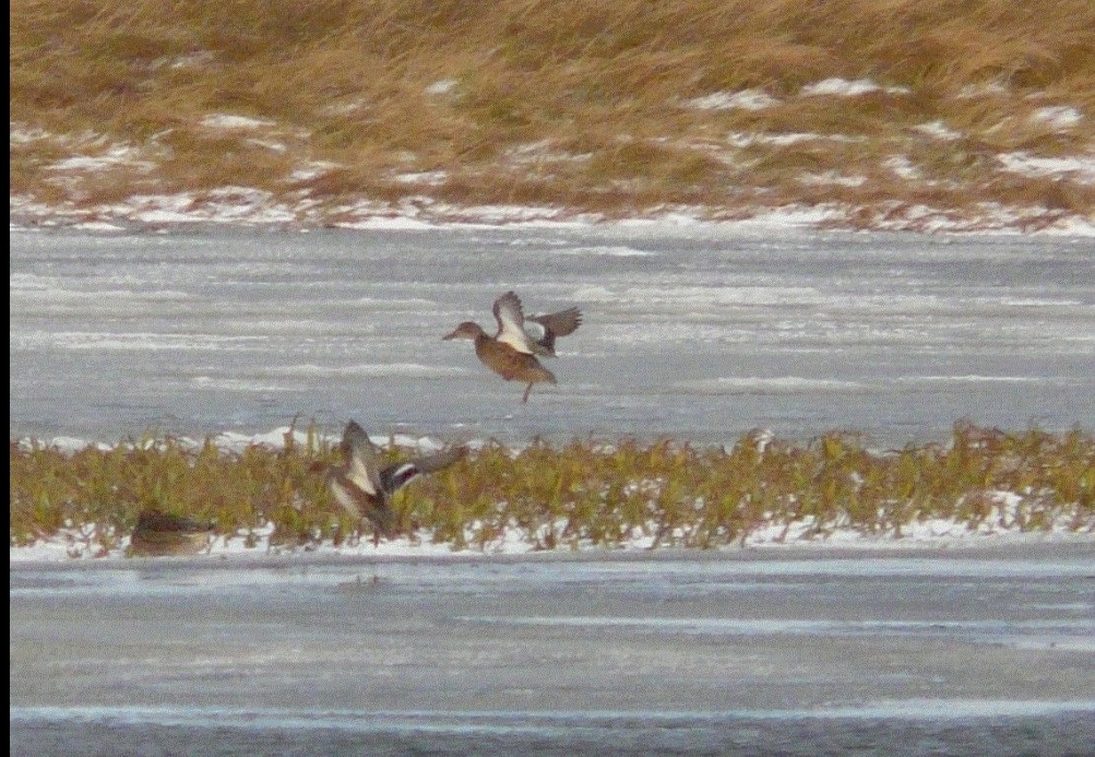 Blue-winged Teal - ML639677846