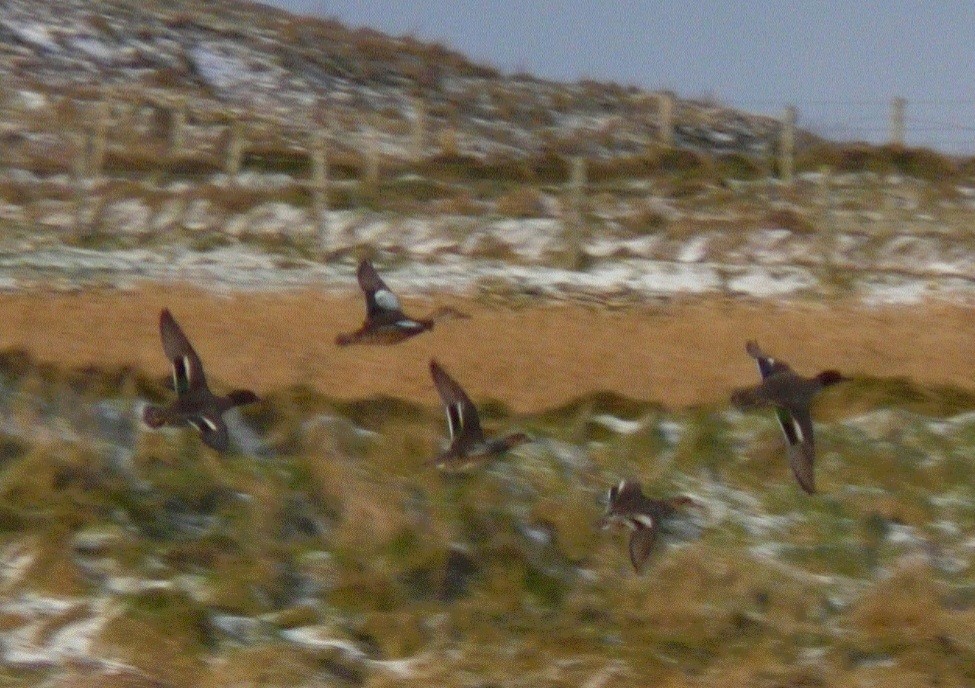 Blue-winged Teal - ML639677847