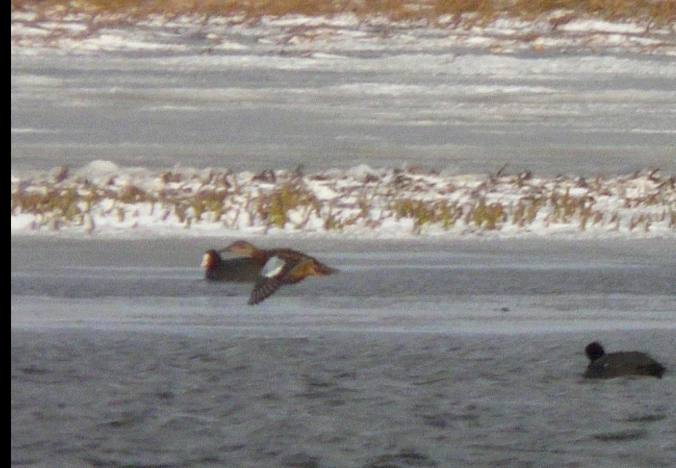 Blue-winged Teal - ML639677848