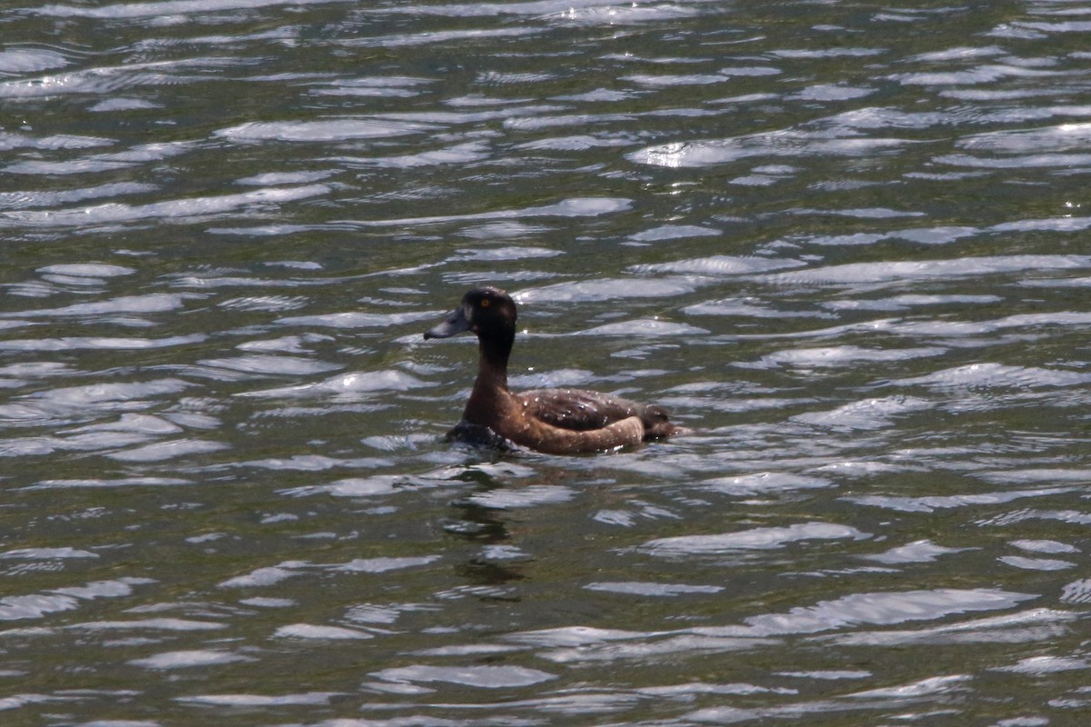 Tufted Duck - ML639677867