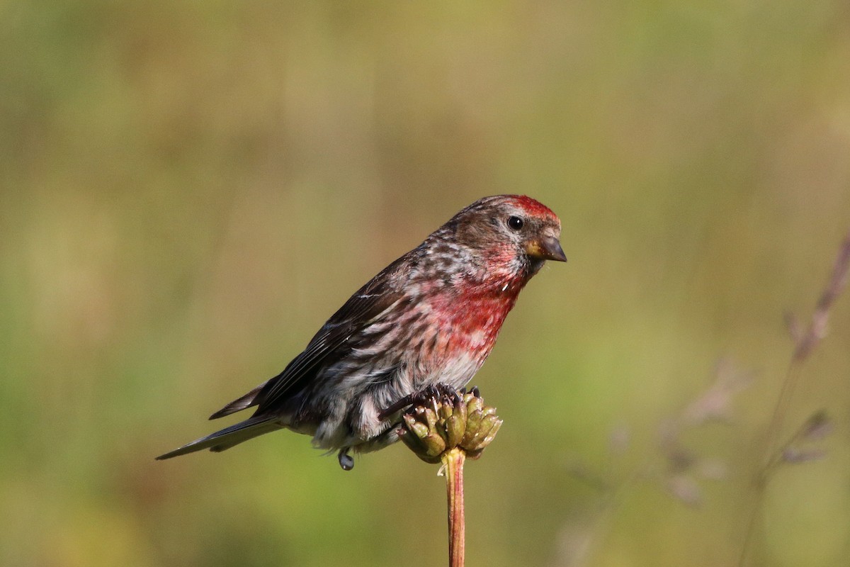 Redpoll - ML639677874
