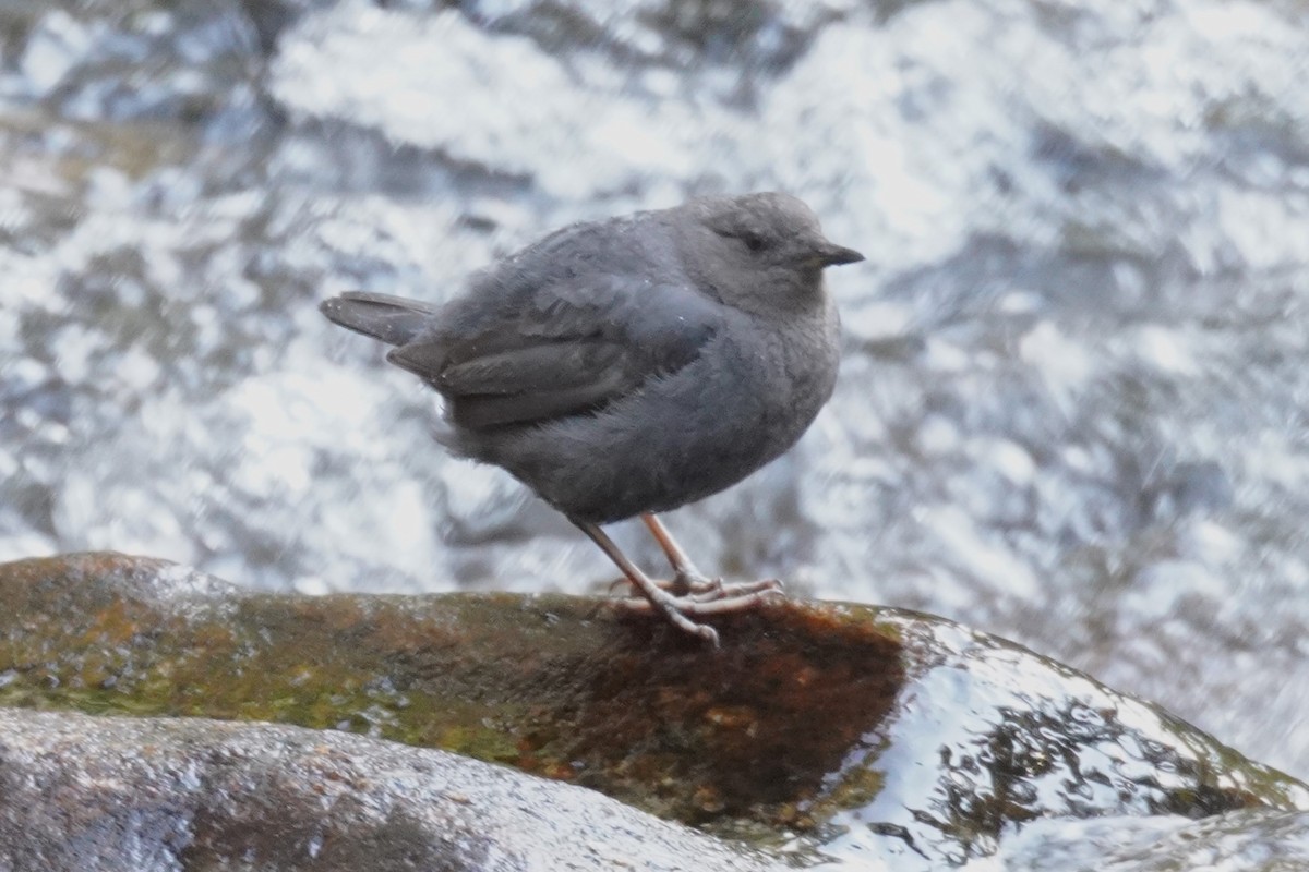 American Dipper - ML639677905