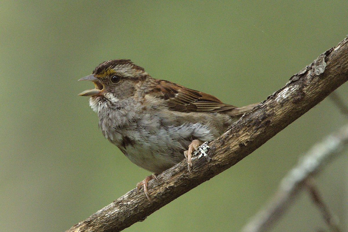 White-throated Sparrow - ML639677950