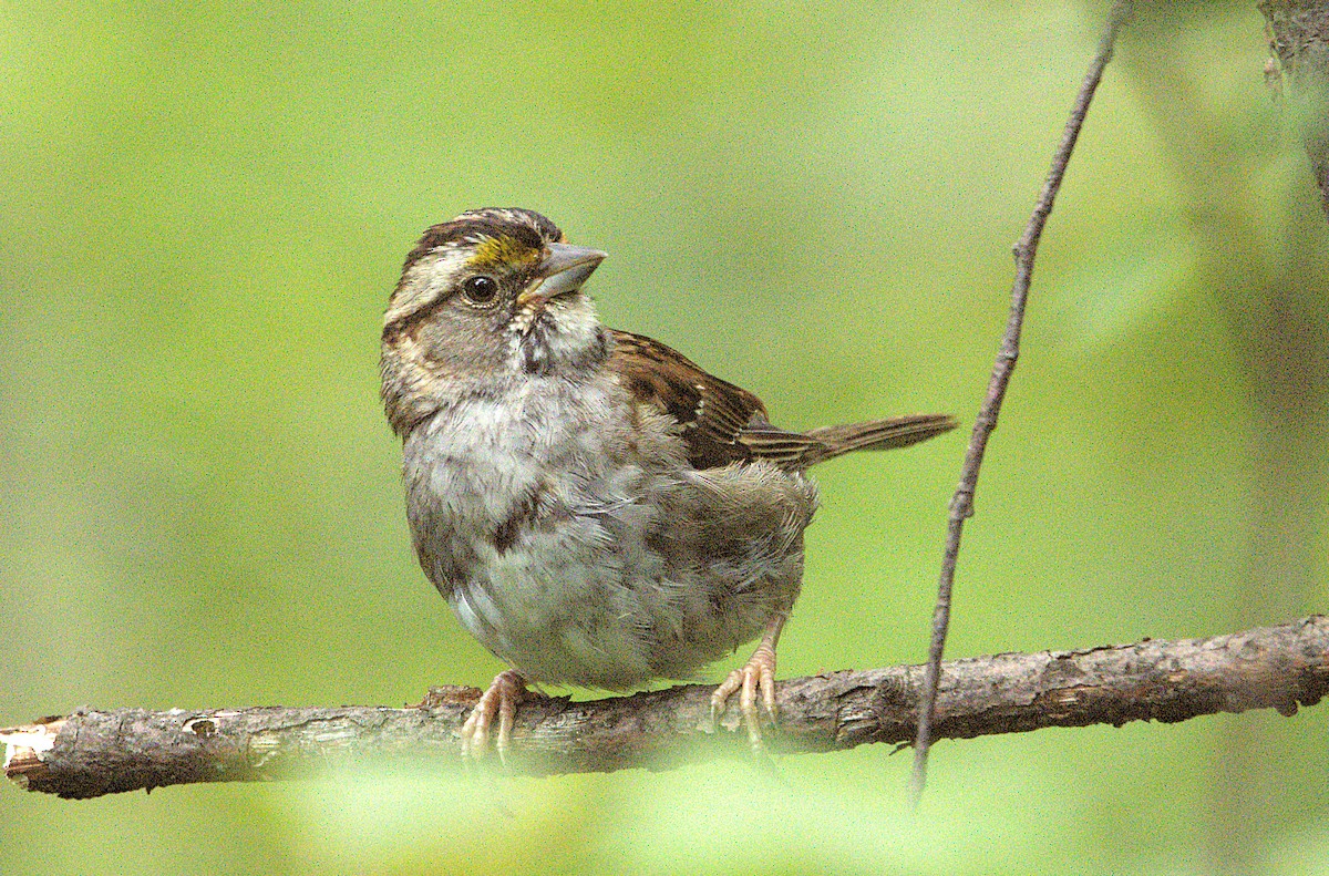 White-throated Sparrow - ML639677972