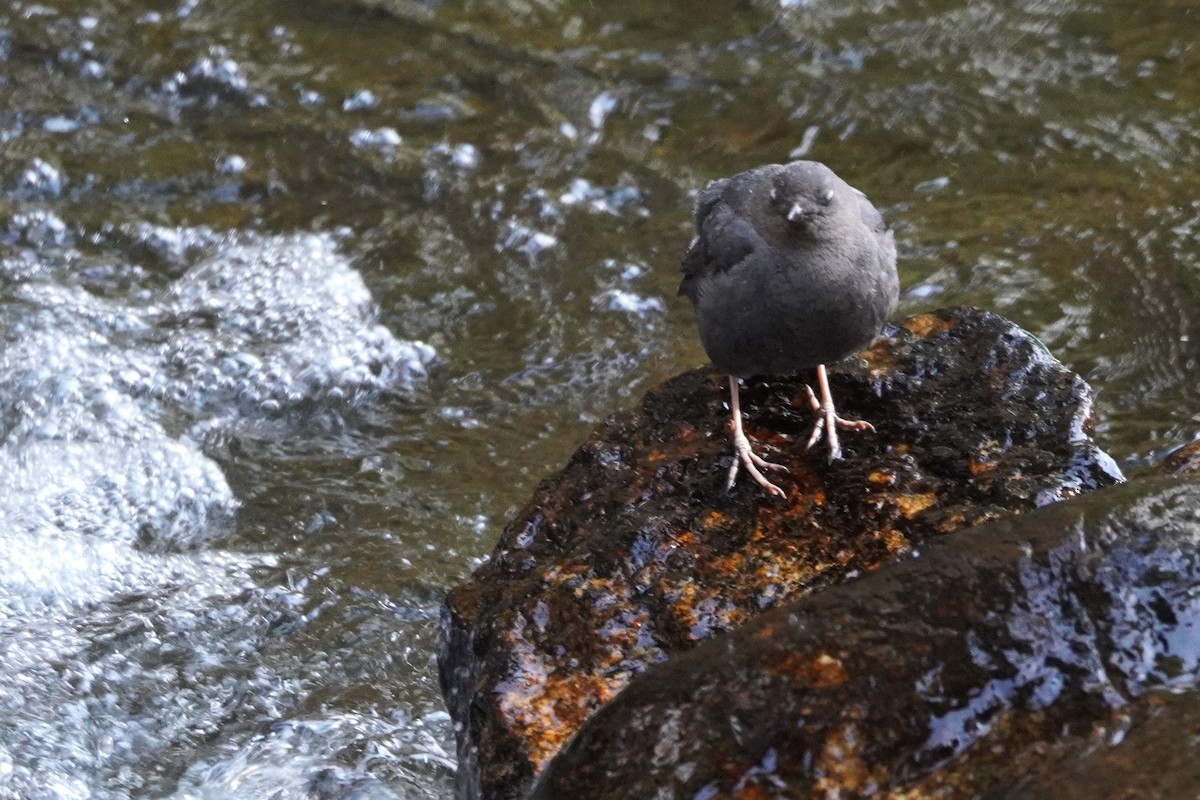 American Dipper - ML639678047