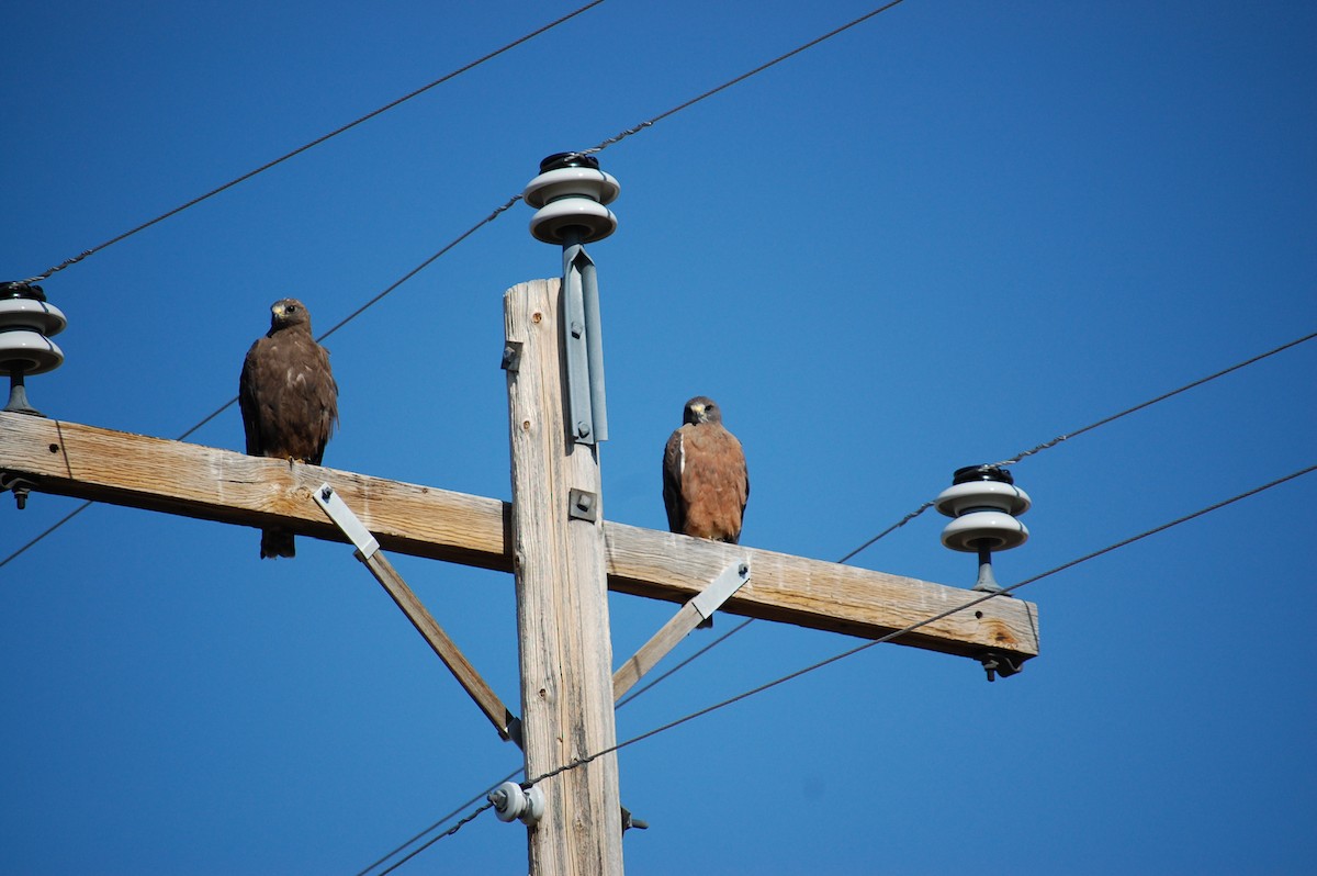Swainson's Hawk - ML639678074