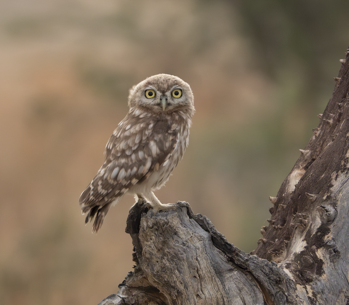 Little Owl - ML639678105