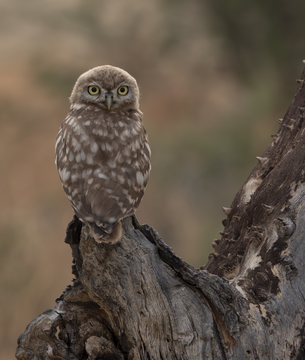 Little Owl - ML639678110