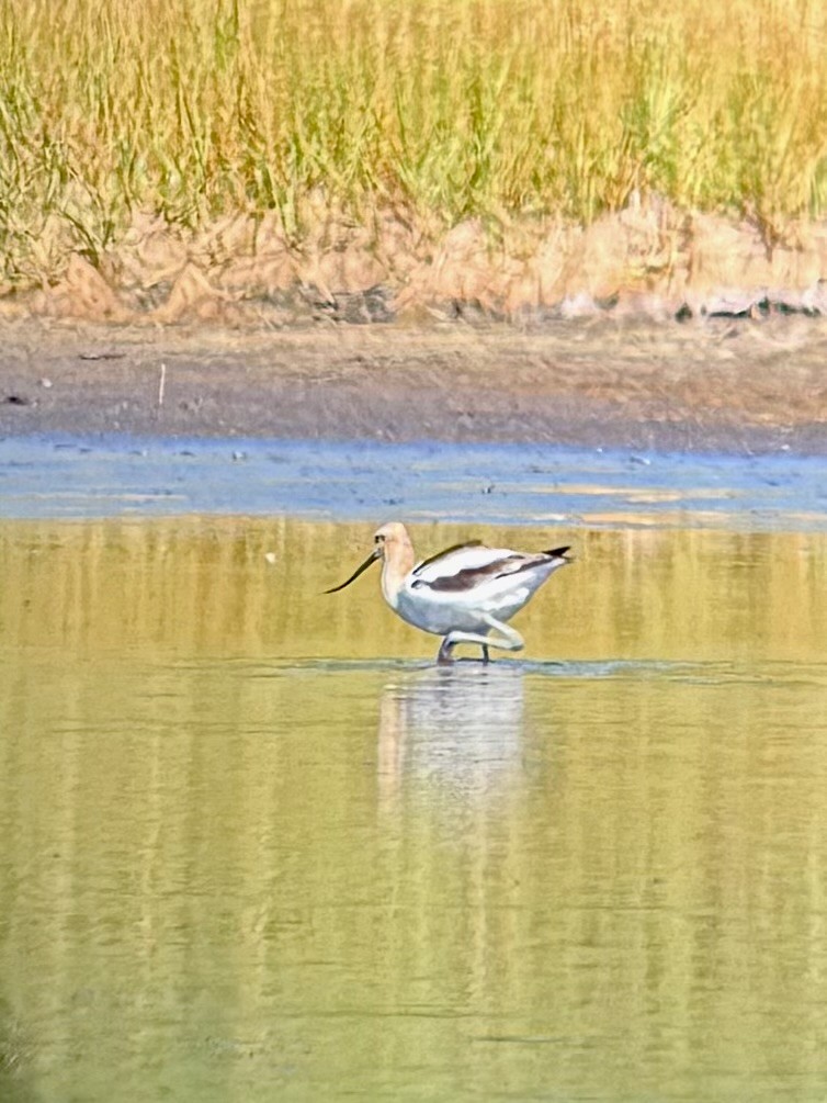 American Avocet - ML639678137