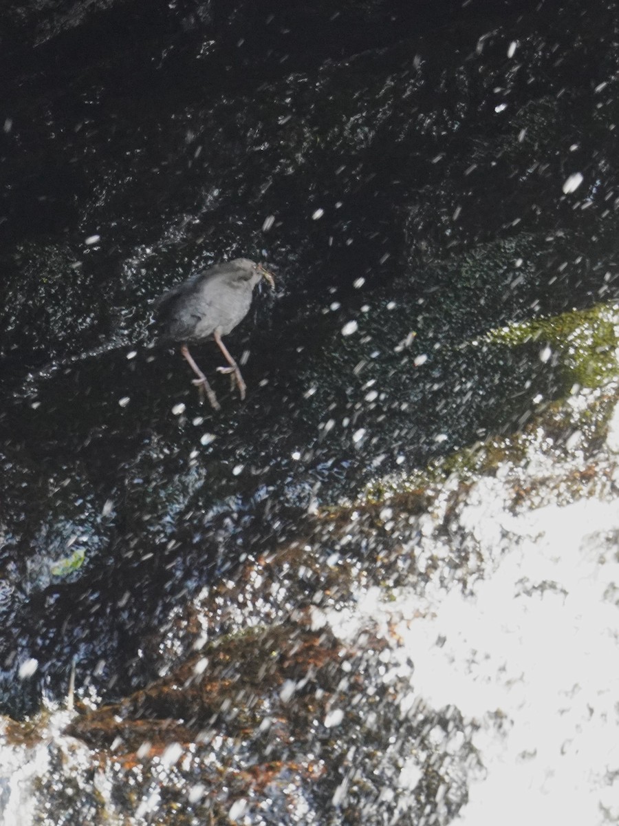 American Dipper - ML639678185