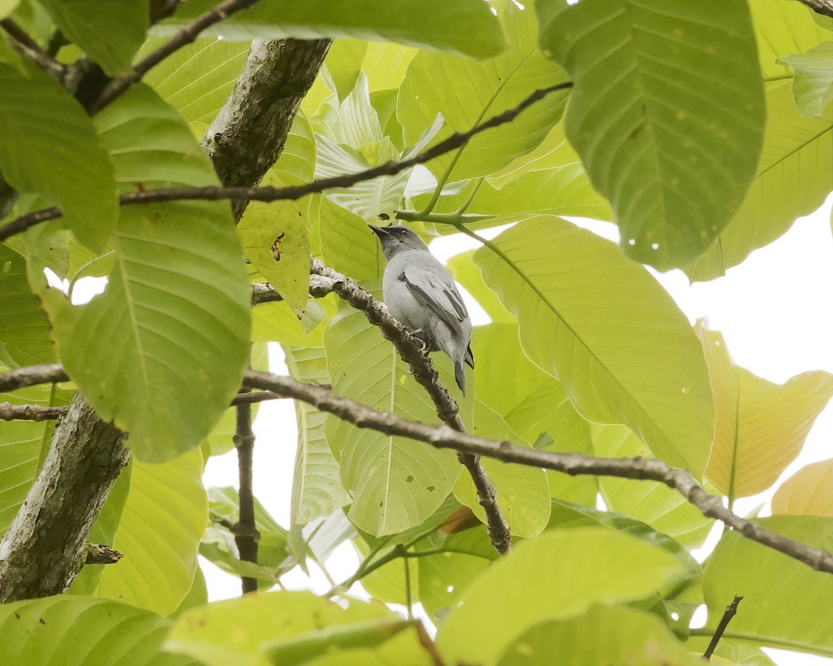 Sahul Cicadabird - ML639678195