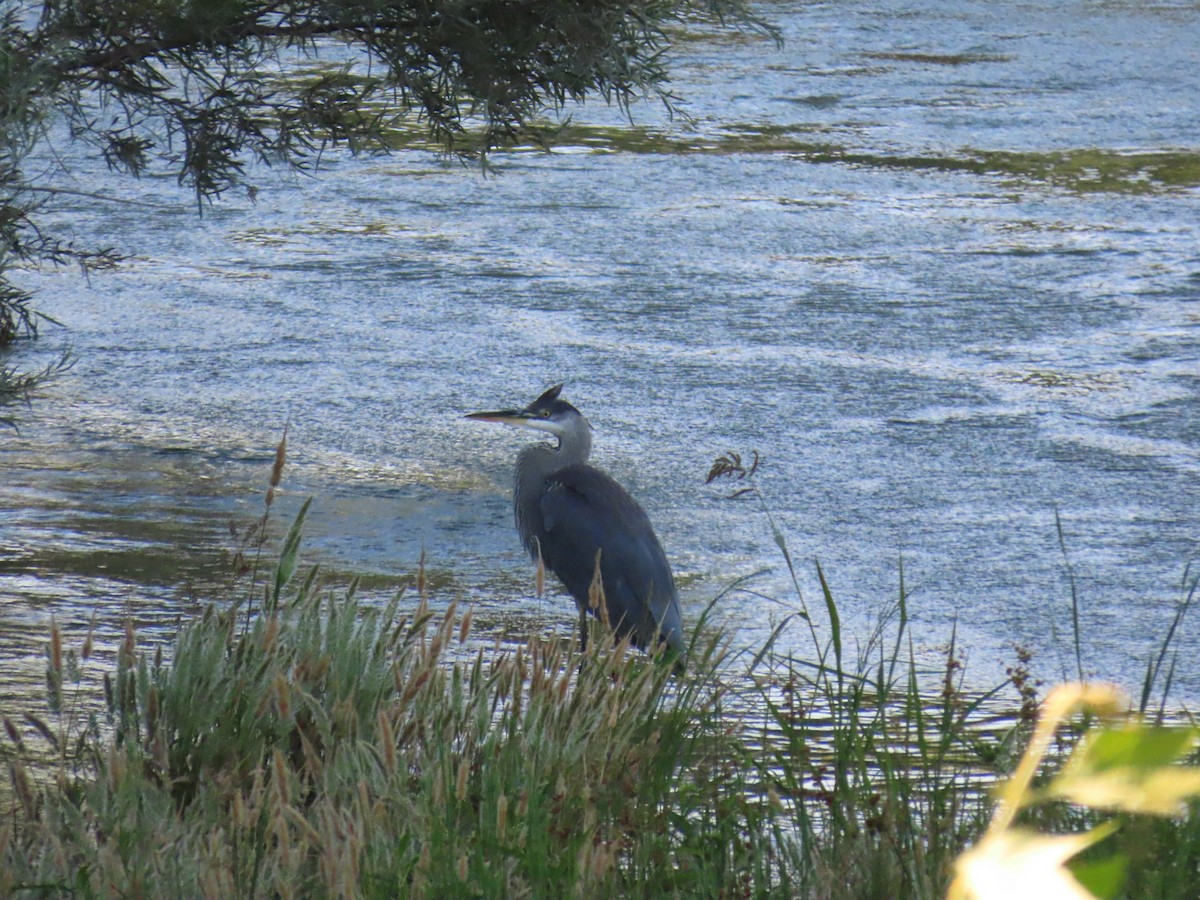 Great Blue Heron - ML639678268