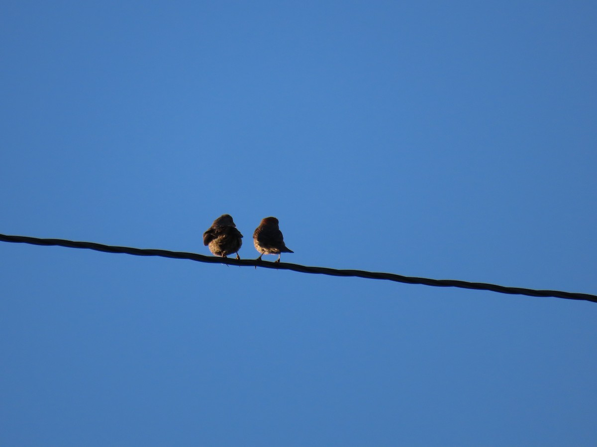 House Finch - ML639678282