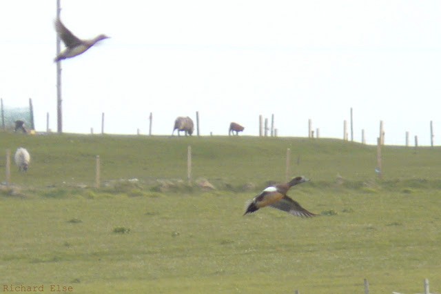 American Wigeon - ML639678328
