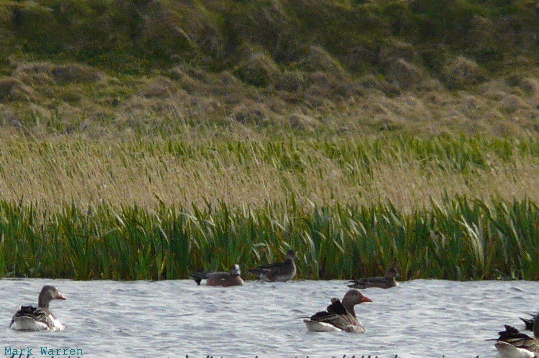 American Wigeon - ML639678329