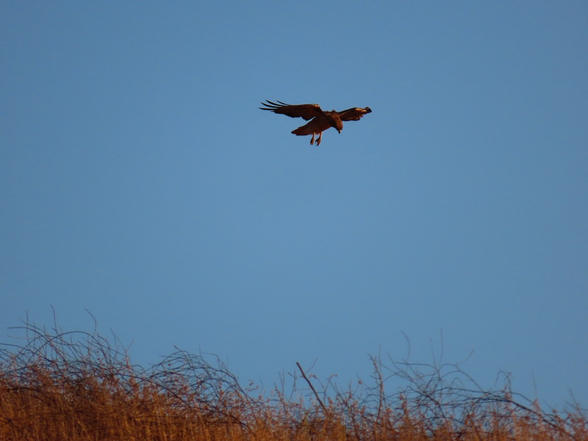 Red-shouldered Hawk - ML639678339