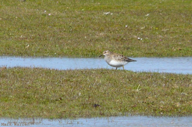 Pectoral Sandpiper - ML639678344
