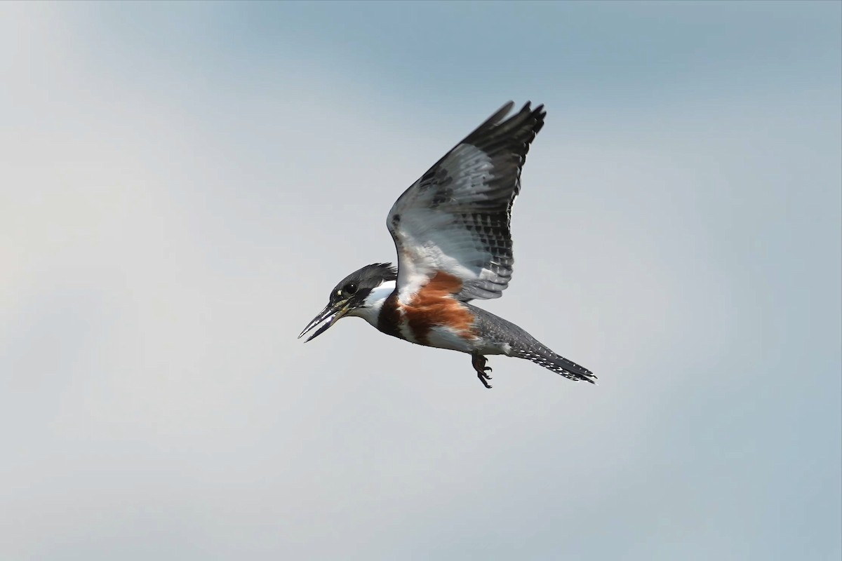 Belted Kingfisher - ML639678410