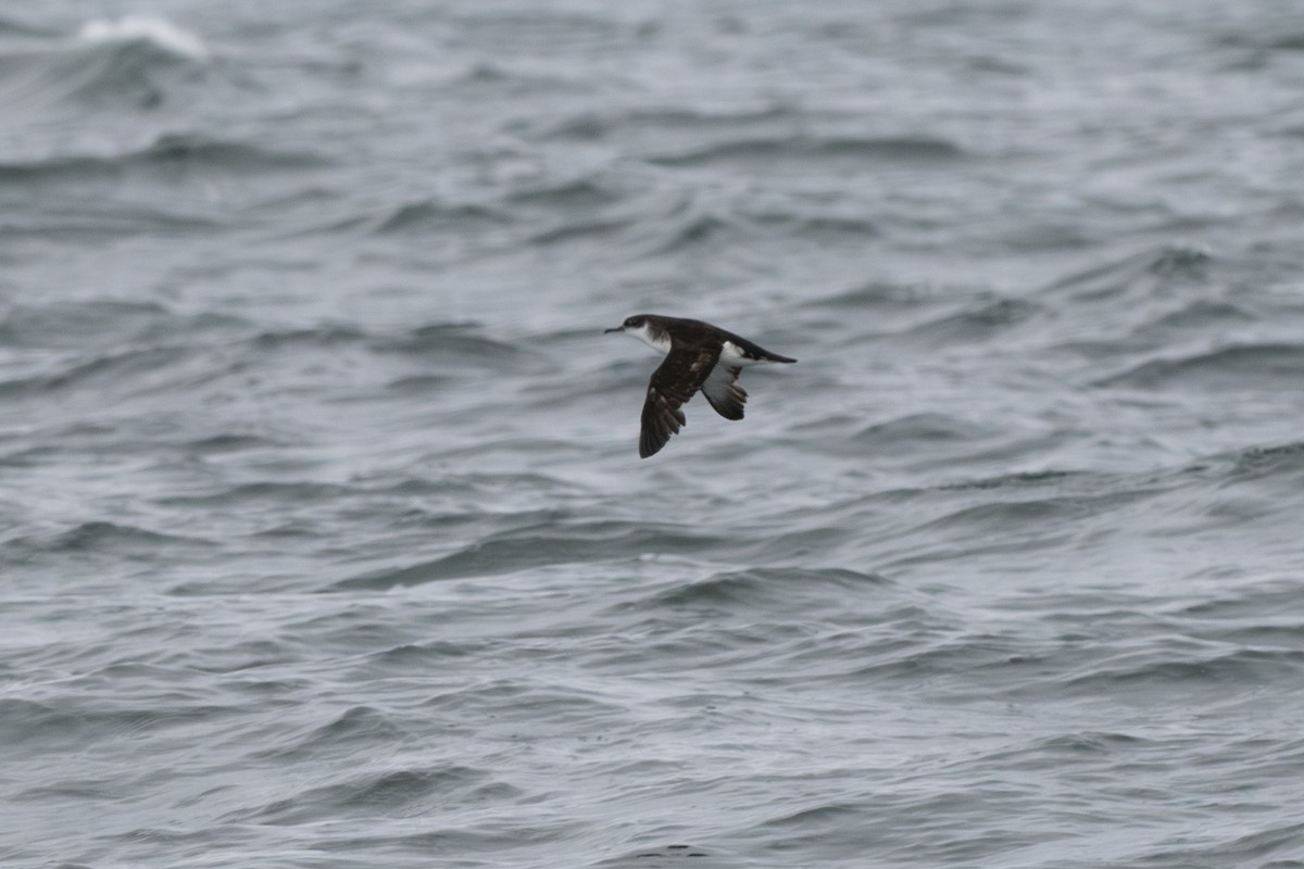 Manx Shearwater - ML639678641
