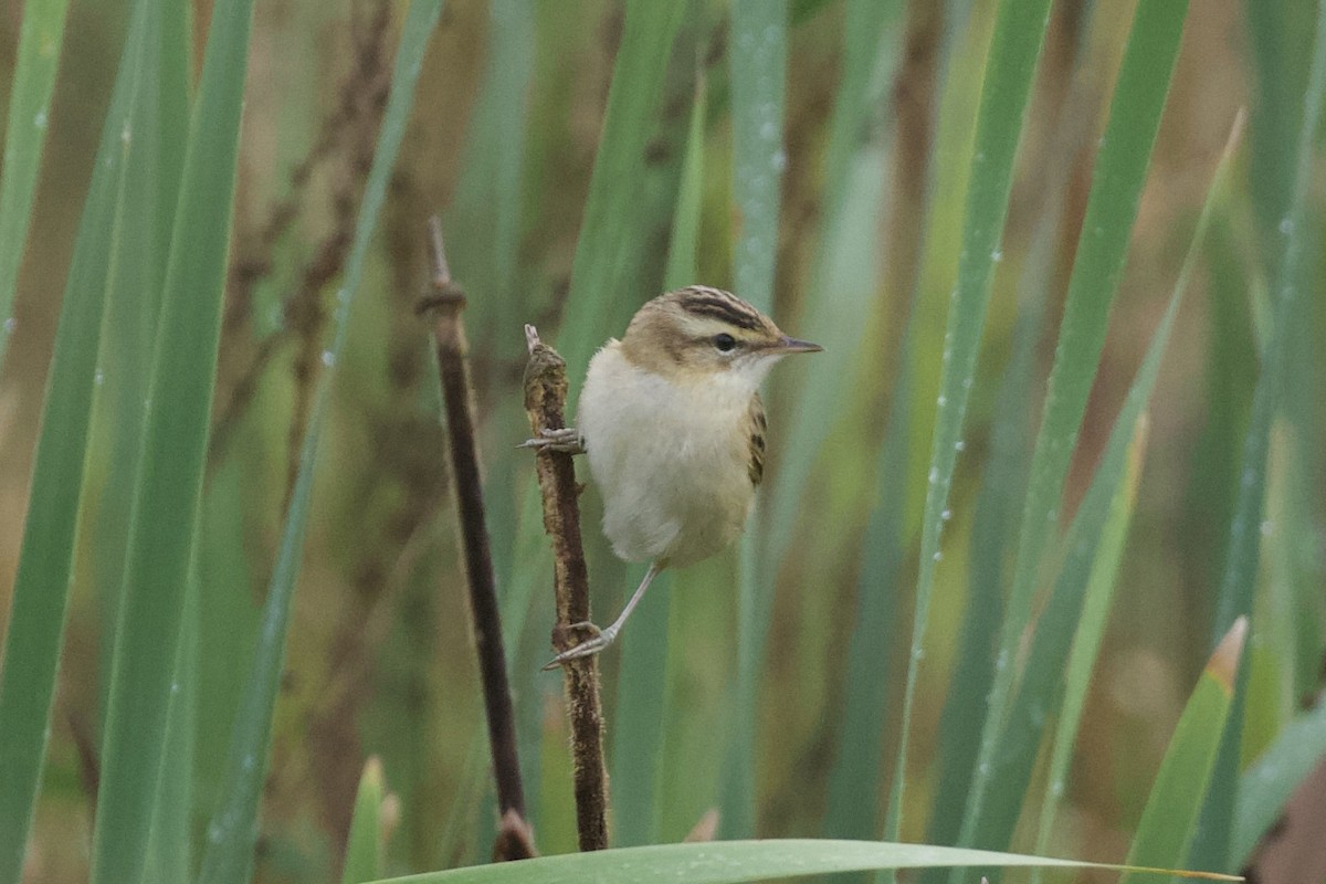 Sedge Warbler - ML639678723
