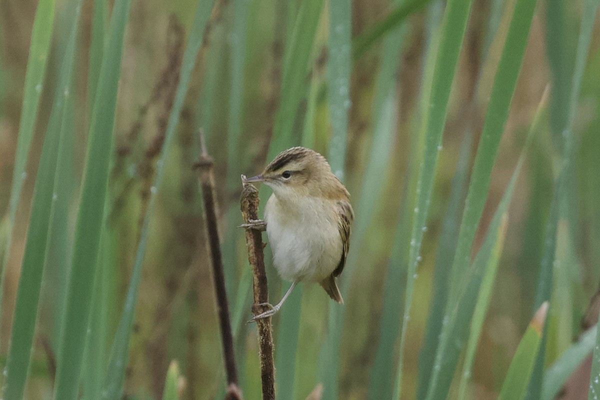 Sedge Warbler - ML639678724