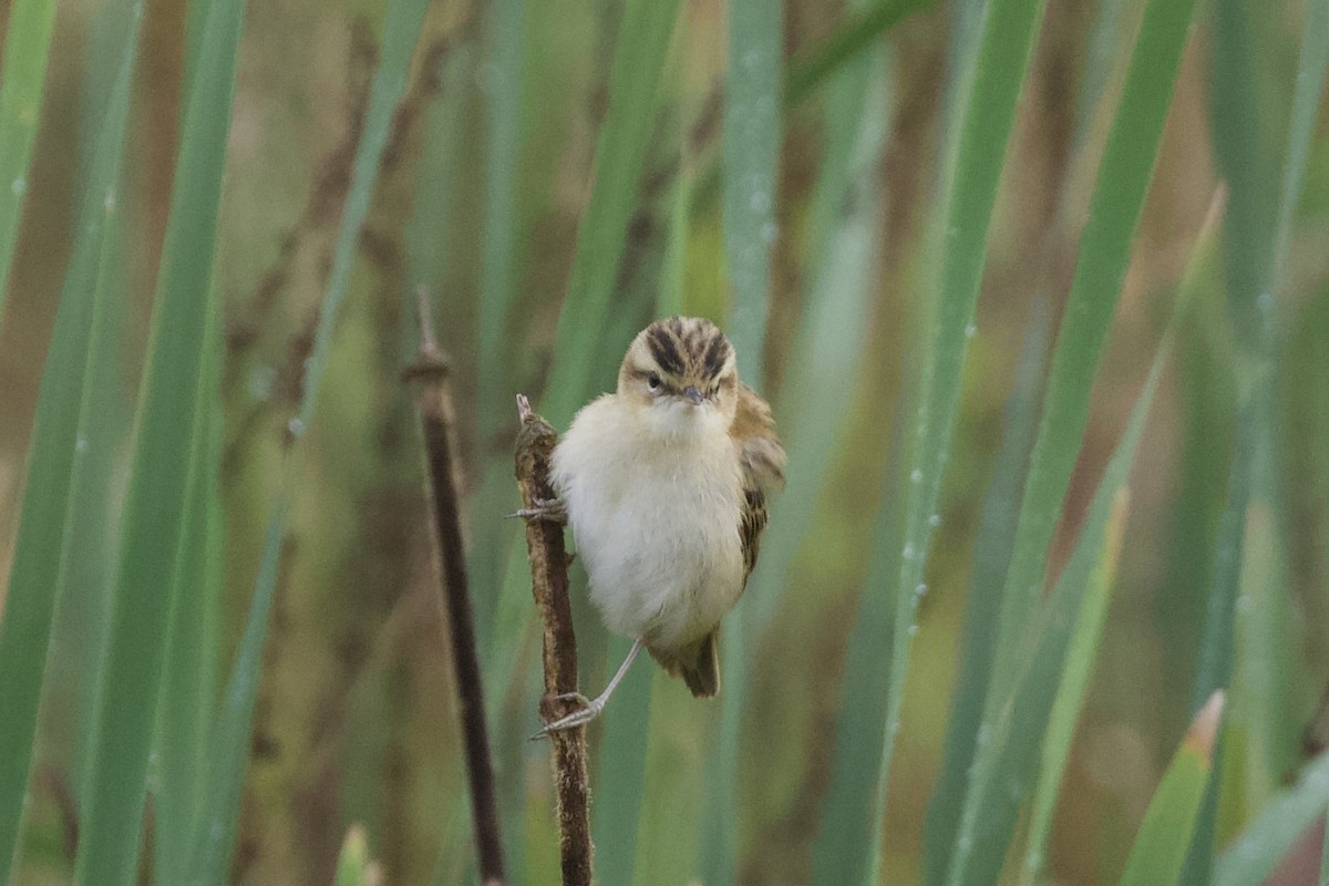 Sedge Warbler - ML639678725