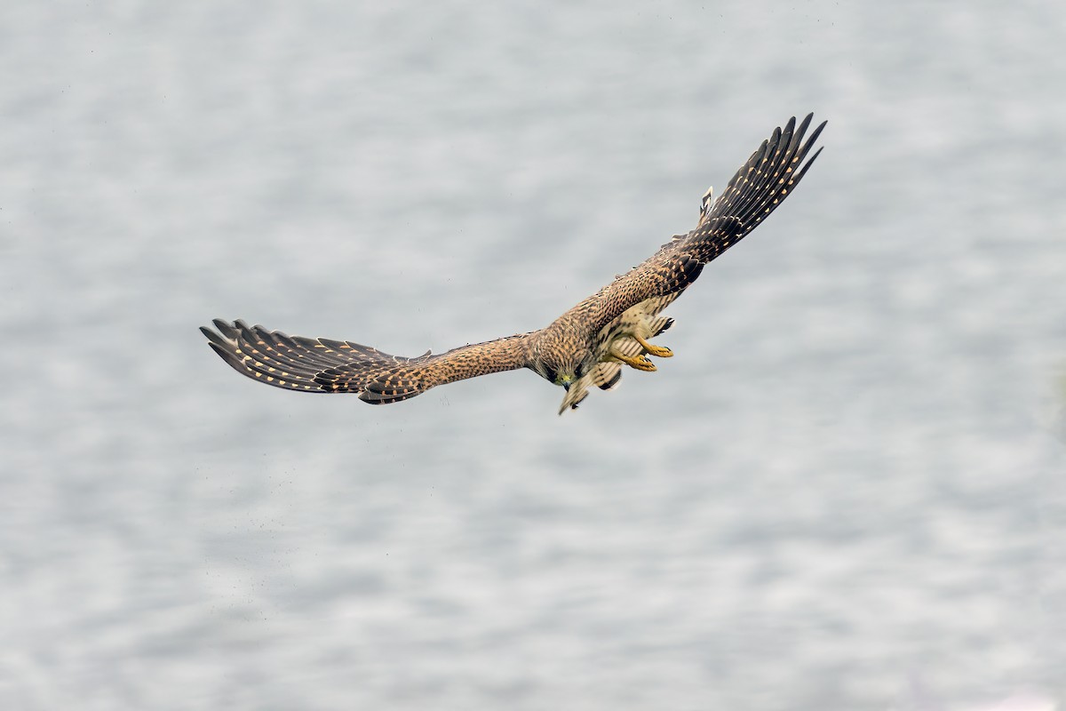 Eurasian Kestrel - ML639678768