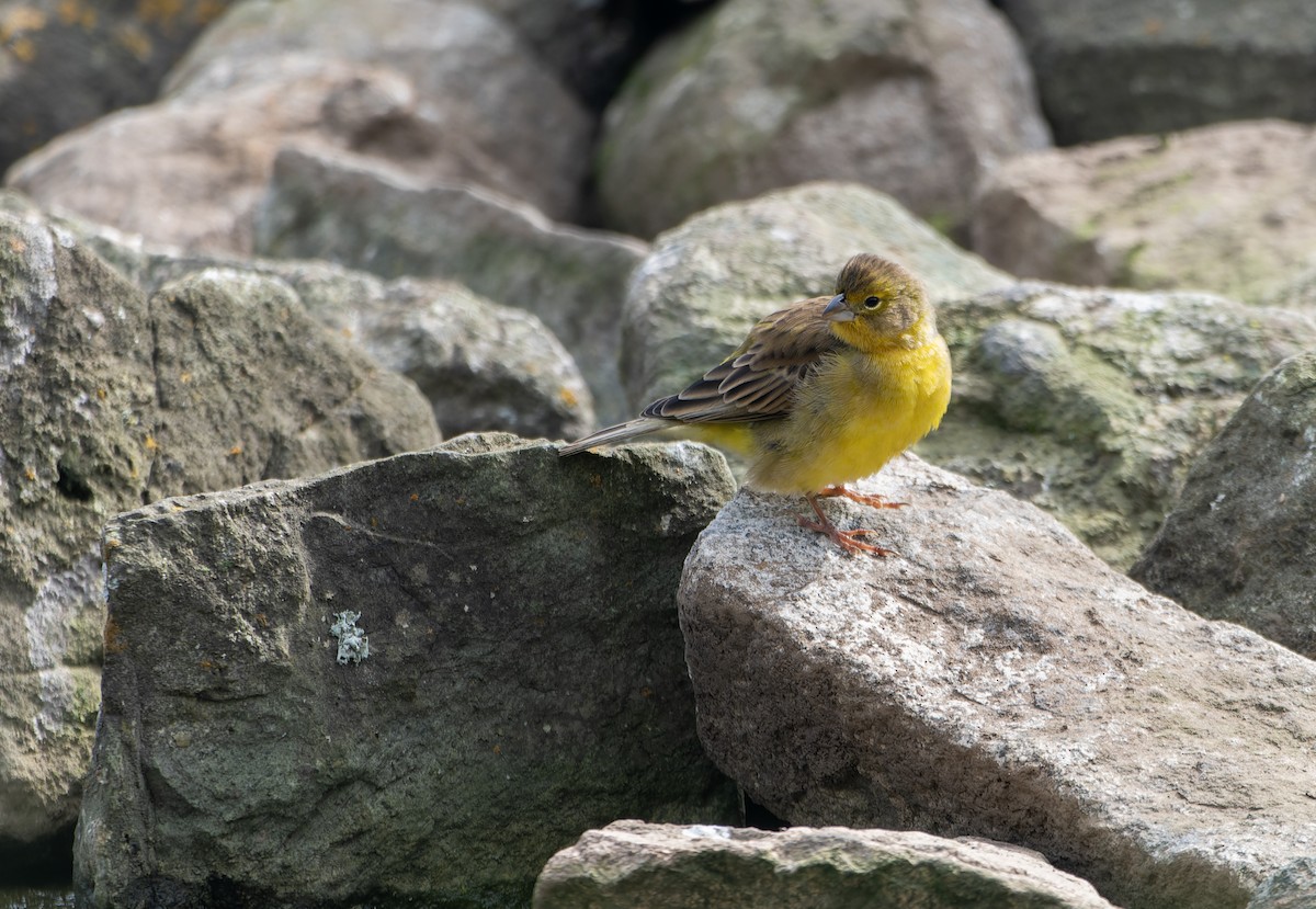 Raimondi's Yellow-Finch - ML639678848