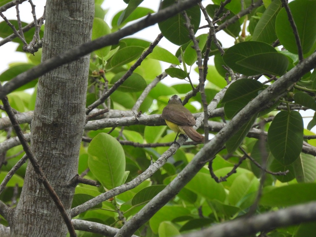 Social Flycatcher (Vermilion-crowned) - ML639678863