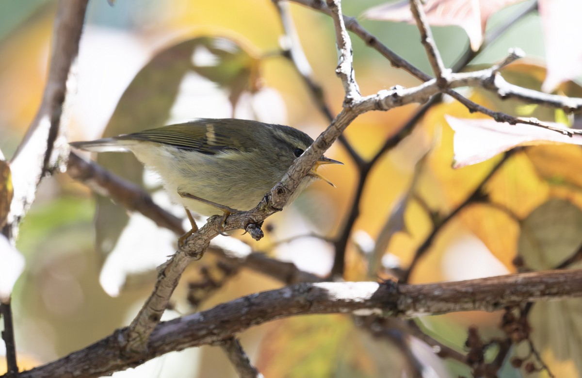 Buff-barred Warbler - ML639678864