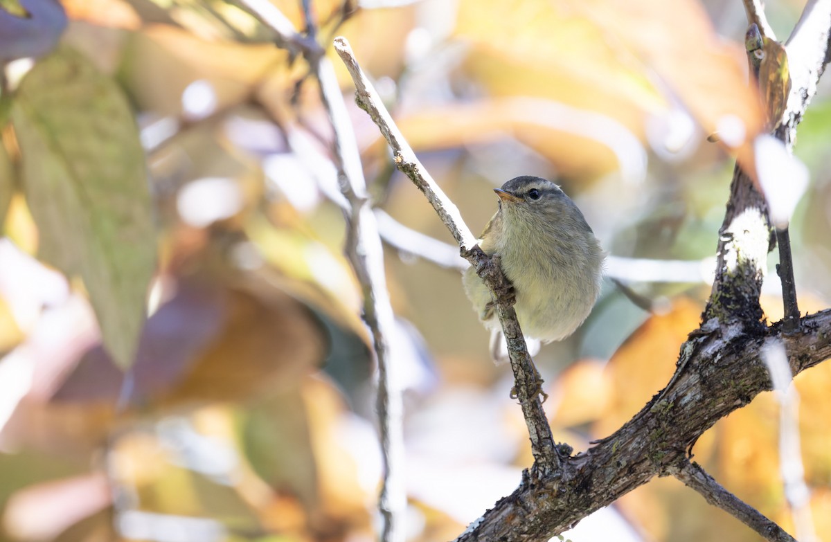 Buff-barred Warbler - ML639678865