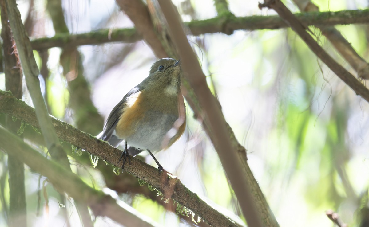 Himalayan Bluetail - ML639678891
