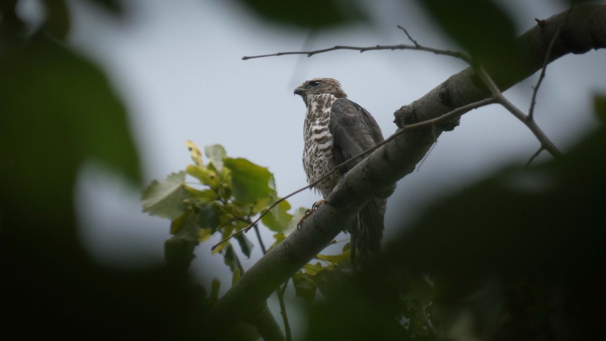Levant Sparrowhawk - ML639678965
