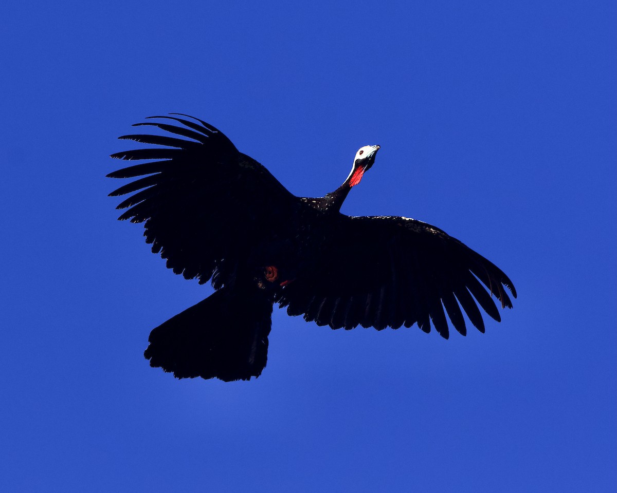 Red-throated Piping-Guan - ML639678983