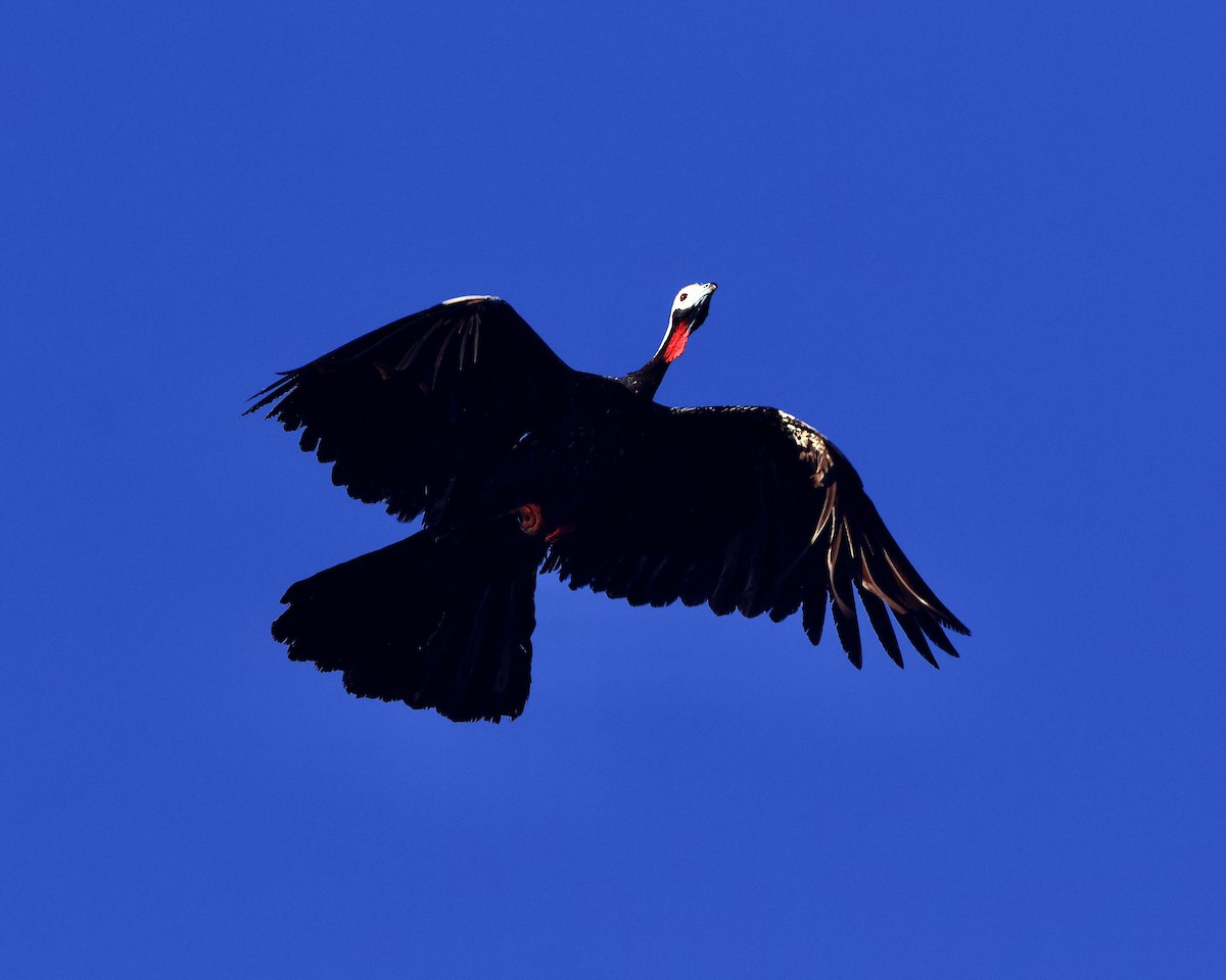 Red-throated Piping-Guan - ML639678985