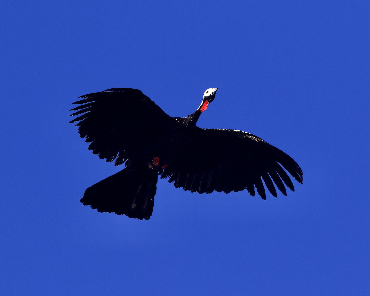 Red-throated Piping-Guan - ML639678986