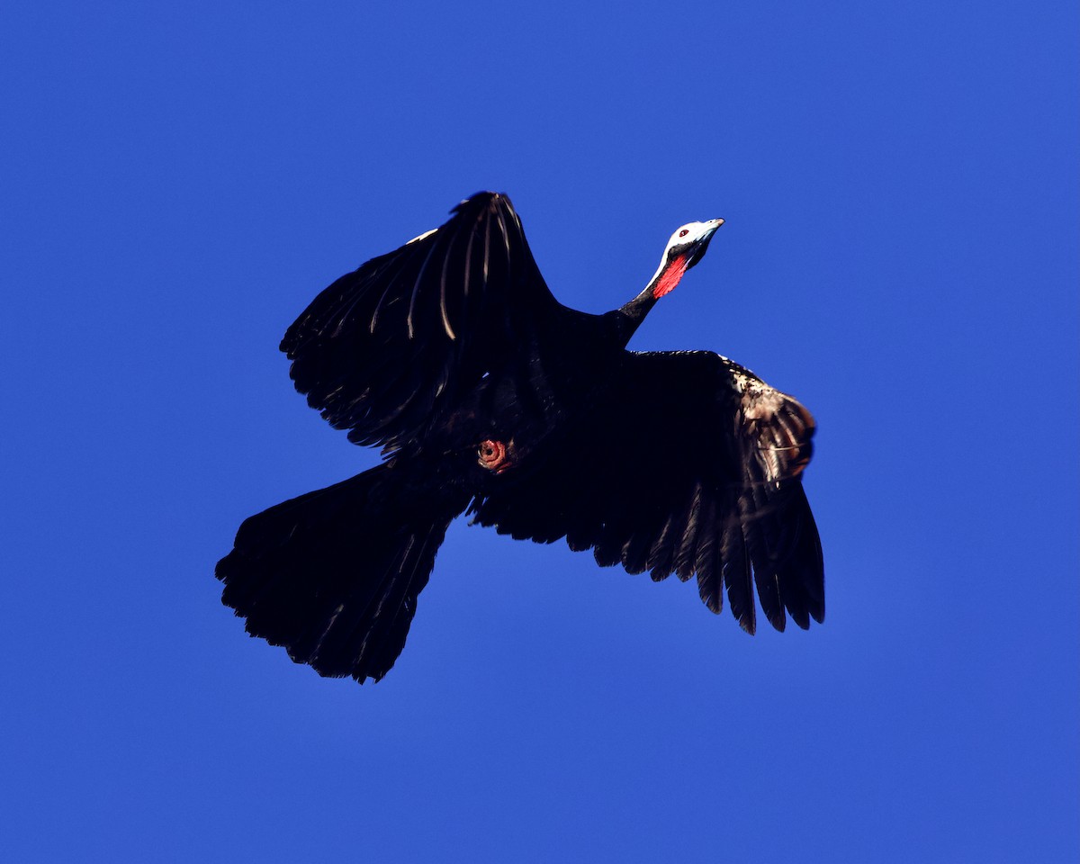 Red-throated Piping-Guan - ML639678988