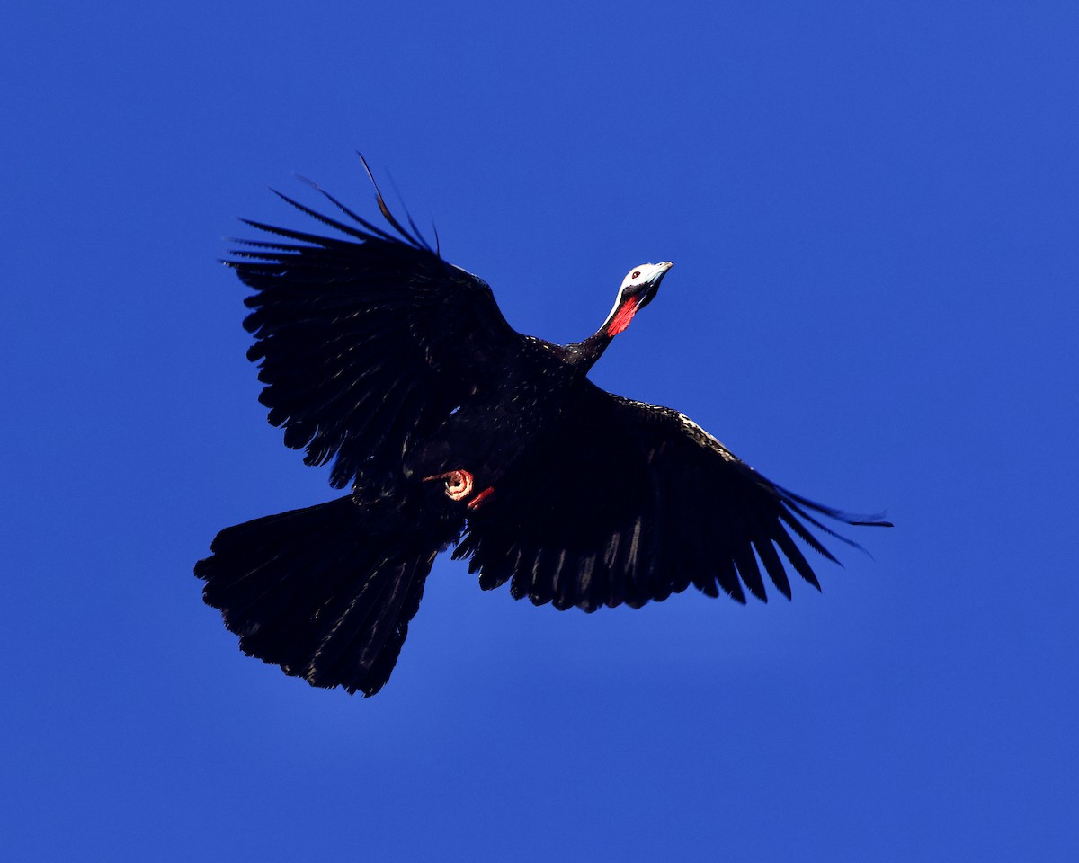 Red-throated Piping-Guan - ML639678989