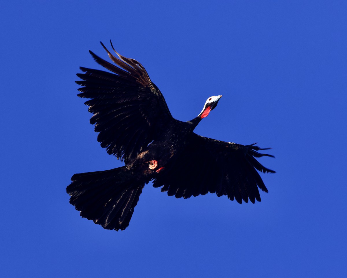 Red-throated Piping-Guan - ML639678990
