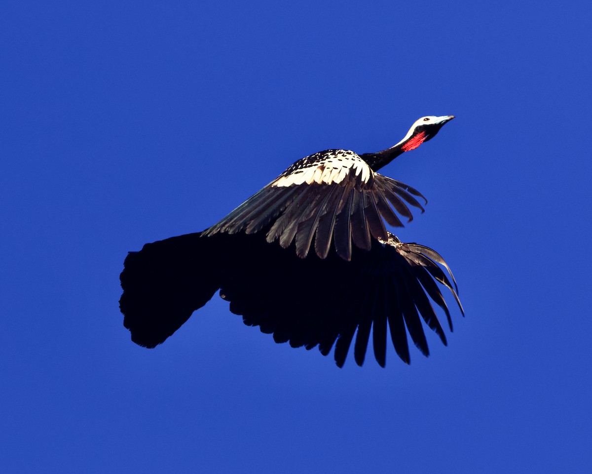 Red-throated Piping-Guan - ML639678991