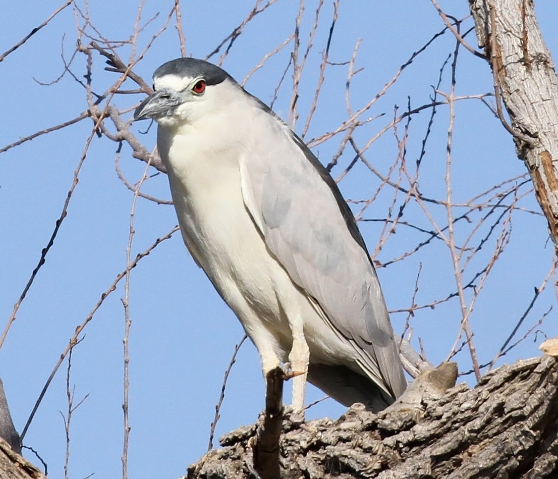 Black-crowned Night Heron - ML639679010