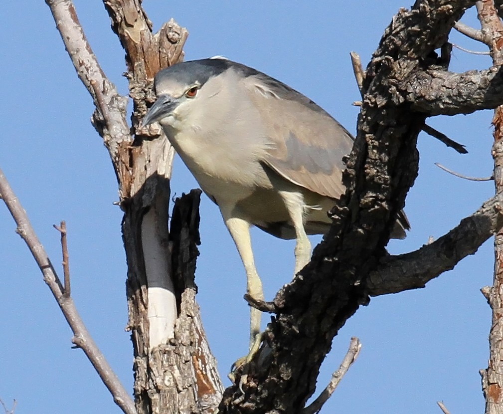 Black-crowned Night Heron - ML639679015