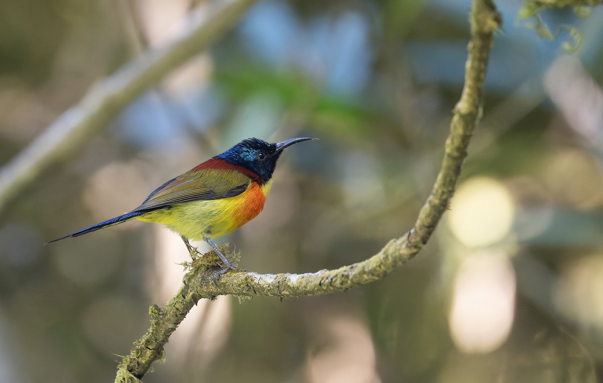 Green-tailed Sunbird (Doi Inthanon) - ML639679065