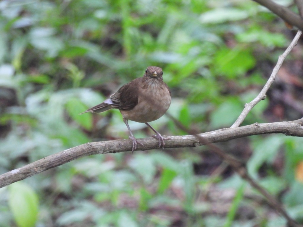 White-throated Thrush - ML639679079