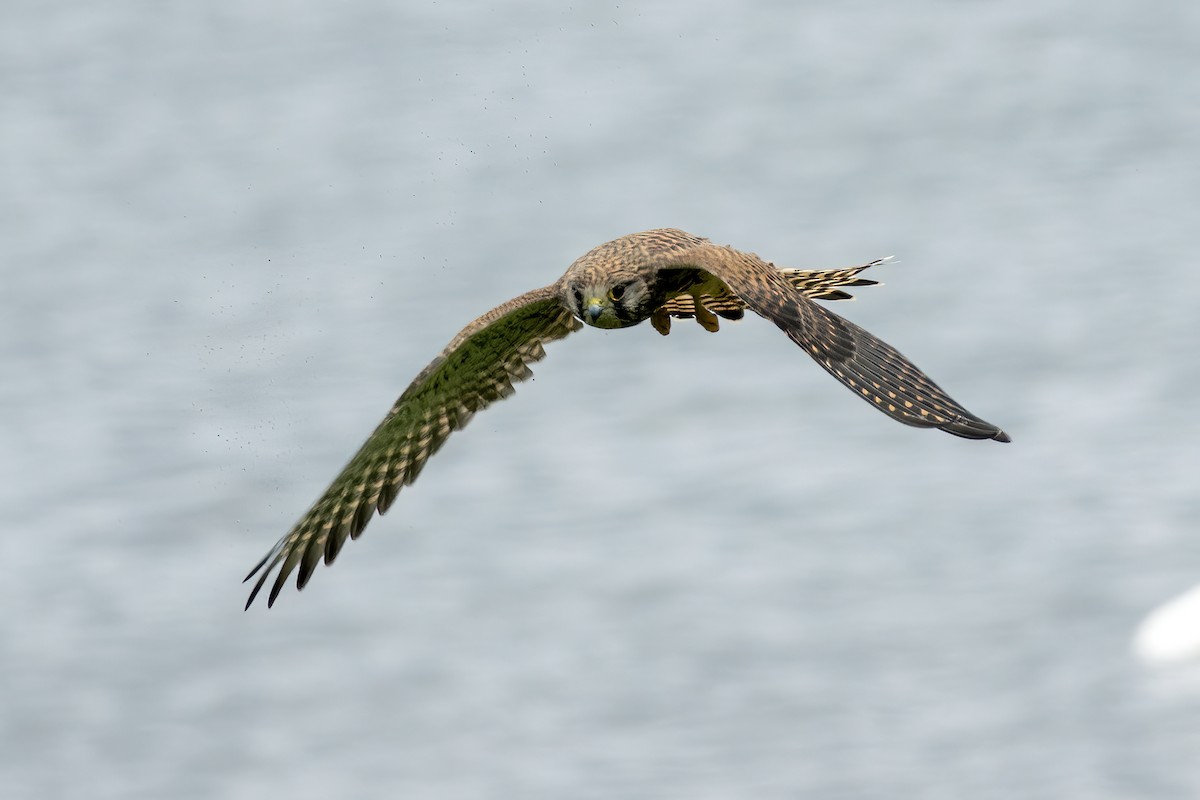 Eurasian Kestrel - ML639679081