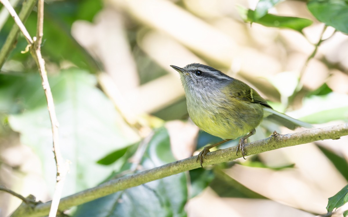 Ashy-throated Warbler - ML639679134