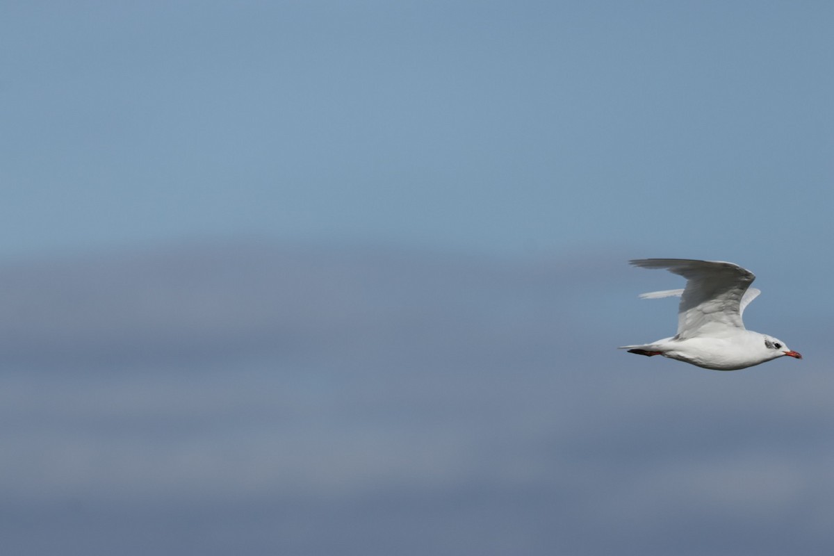 Mediterranean Gull - ML639679228