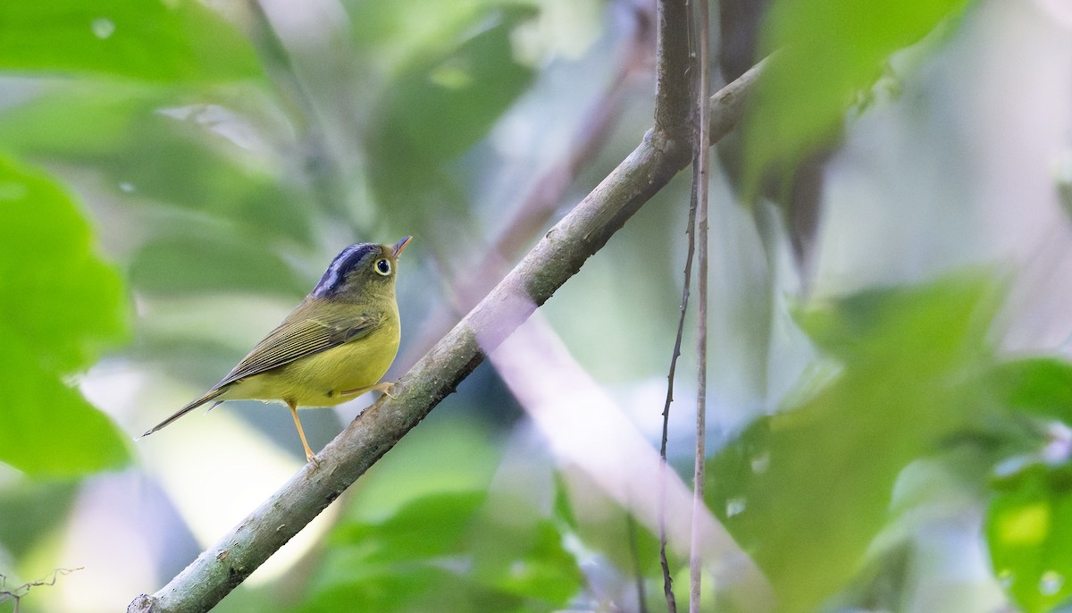 Martens's Warbler - ML639679281