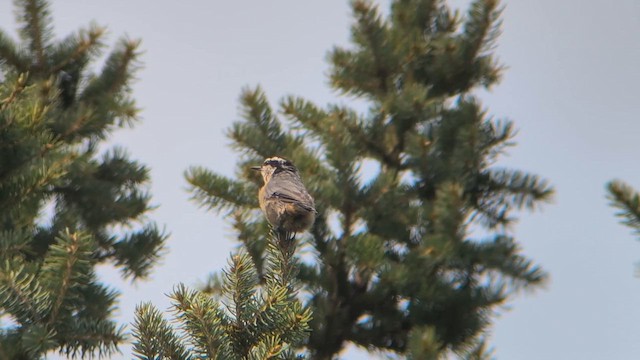 Red-breasted Nuthatch - ML639679334