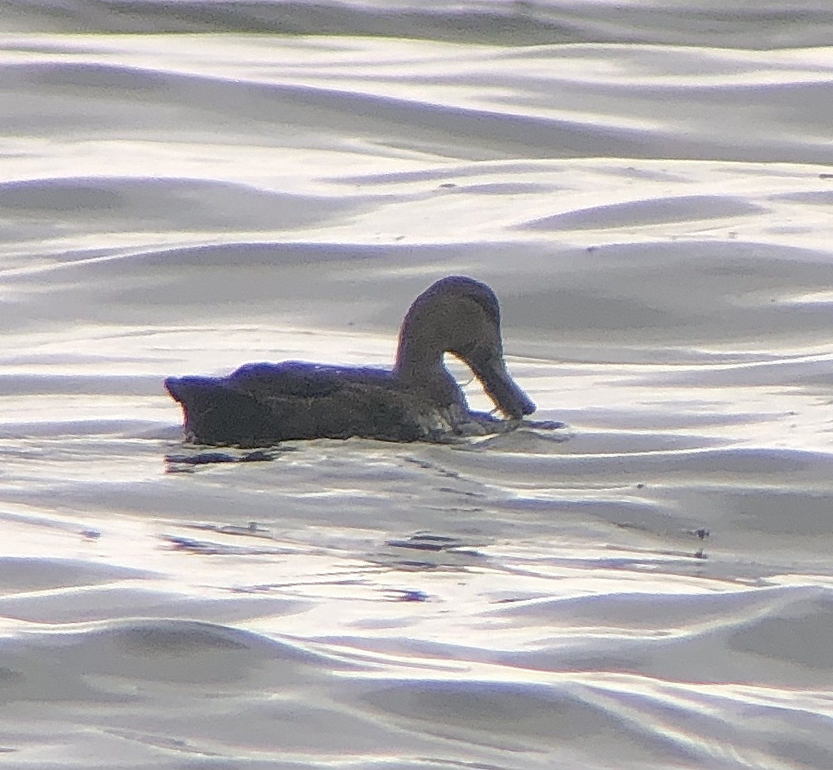 American Black Duck - ML639679461